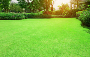 7 Tips for Reviving Your Lawn After Winter