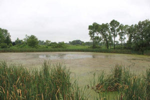 Problems Caused By Excessive Algae in Ponds