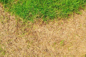 Caring for Your Lawn in a Drought