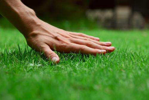 Spring Lawn Spruce Up